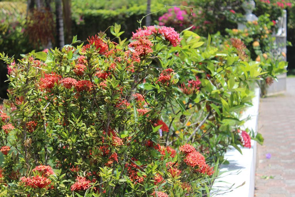 Villa Loyola Ocho Rios Buitenkant foto